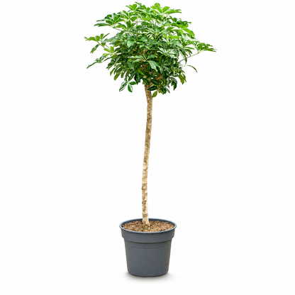 Schefflera arboricola 'Compacta' 180 cm