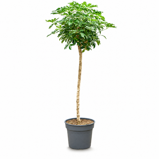 Schefflera arboricola 'Compacta' 180 cm