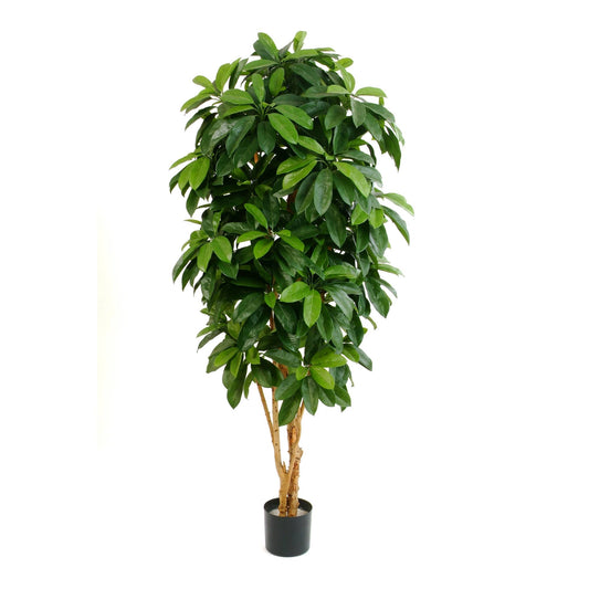 Schefflera umělá
