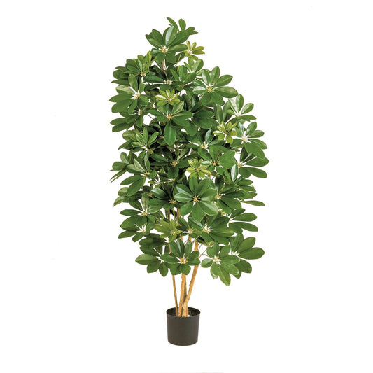 Schefflera umělá