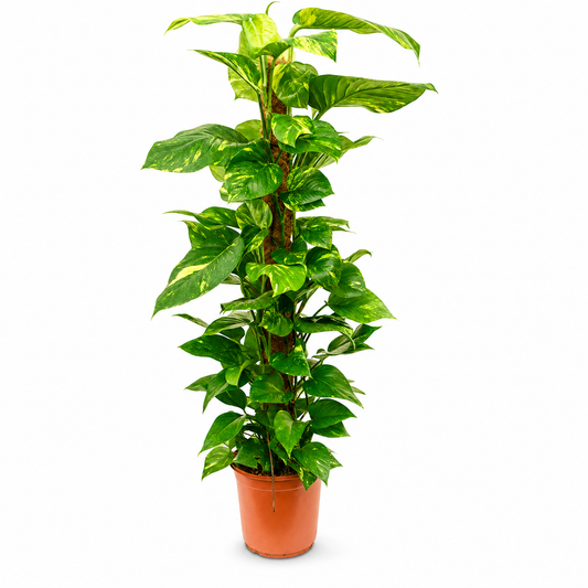 Scindapsus (Epipremnum) 'Aureum' 120 cm