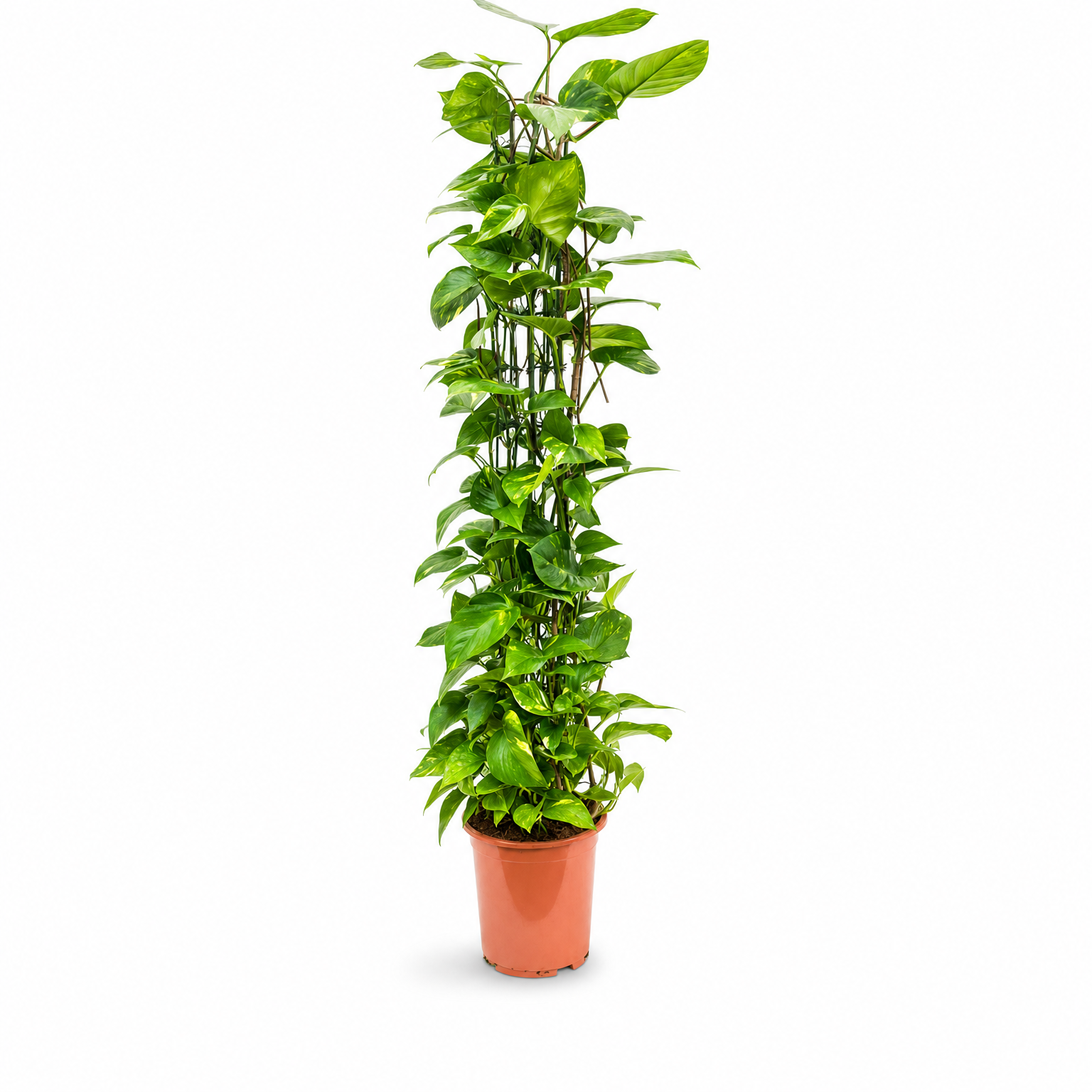 Scindapsus (Epipremnum) 'Aureum' 150 cm