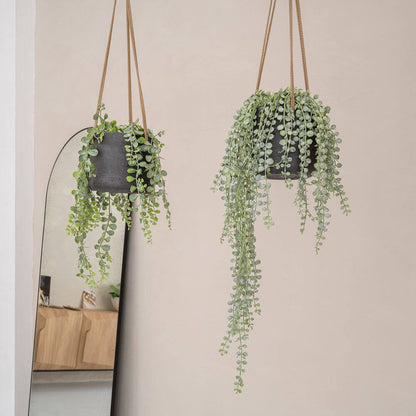 Senecio umělá