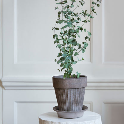 Simona RAW Grey