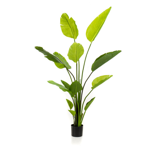 Strelitzia Nicolai umělá
