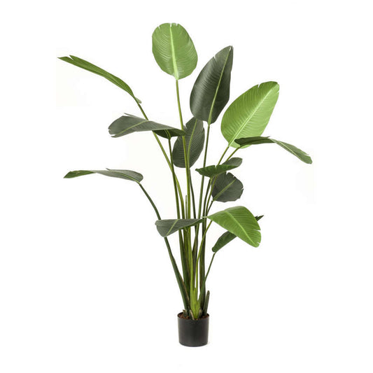 Strelitzia umělá