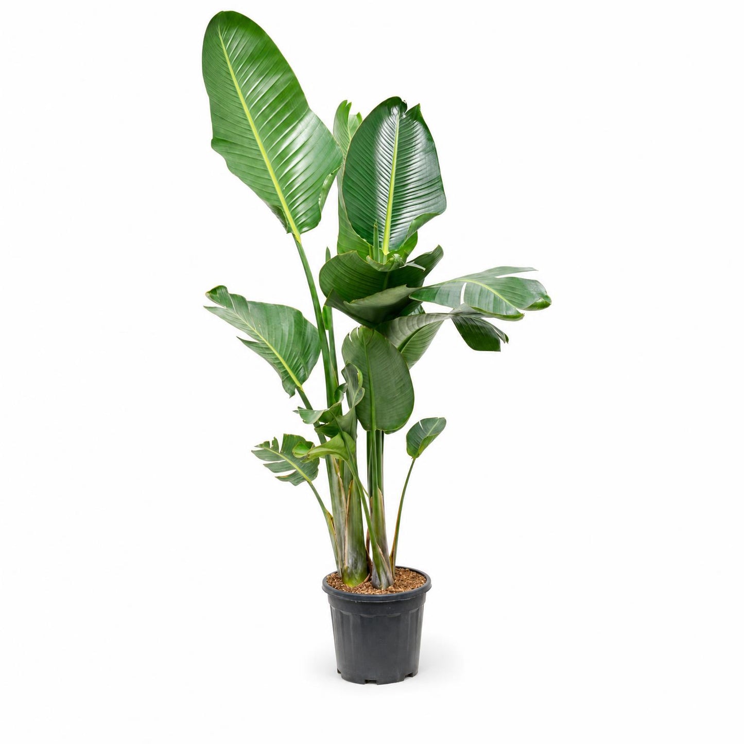 Strelitzia nicolai (160-190) 165 cm