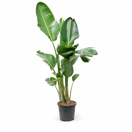 Strelitzia nicolai (160-190) 165 cm