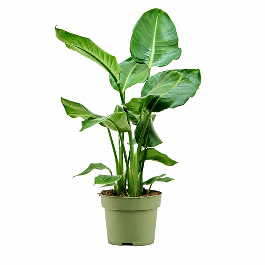 Strelitzia nicolai 75 cm