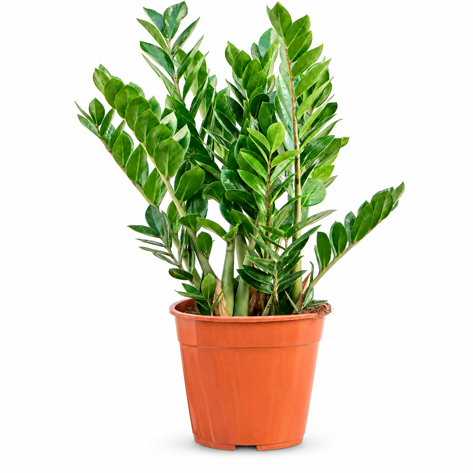 Zamioculcas zamiifolia 100 cm