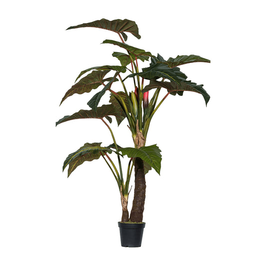 Alocasia umělá