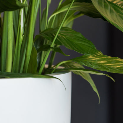 Ben Matte White