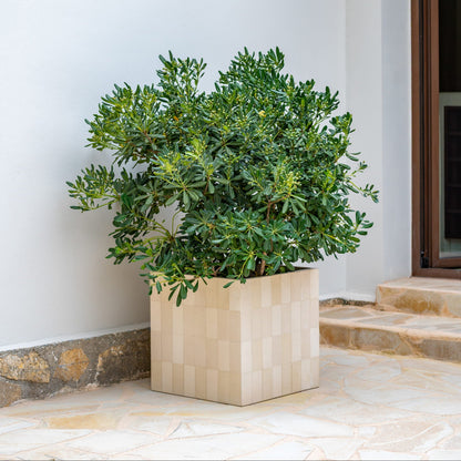 Block Verona Cream