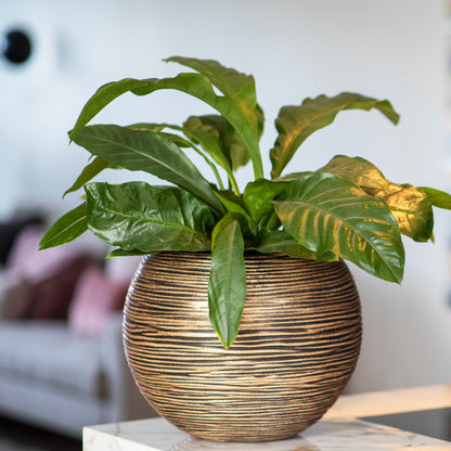 Capi Nature Rib Vase Ball Black Gold