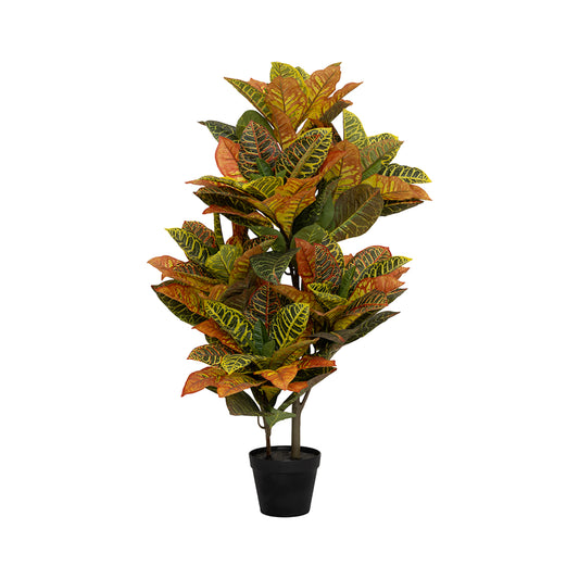 Codiaeum umělý