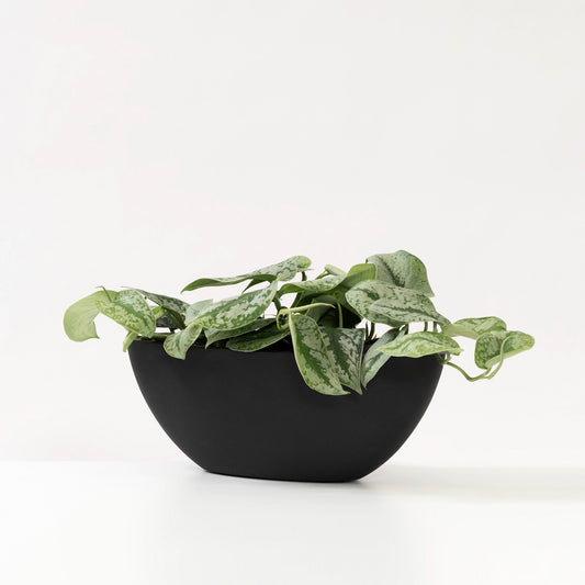 Dorant Black