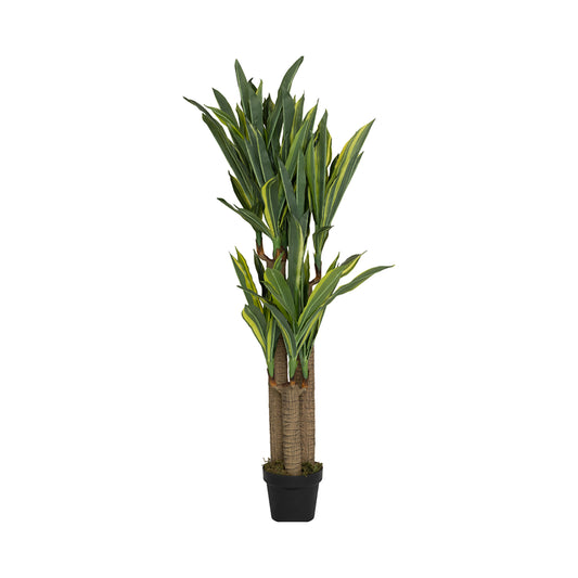 Dracena umělá