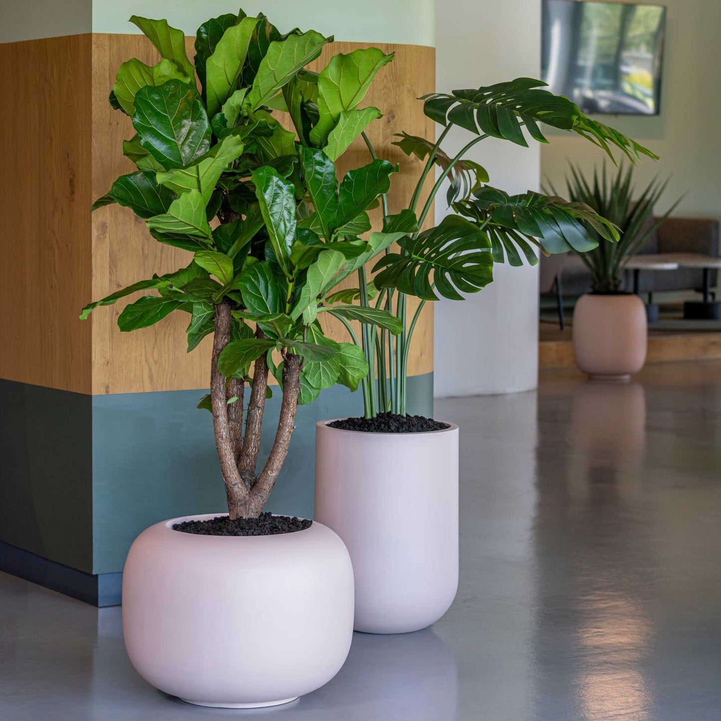 Zenith Powder Pink