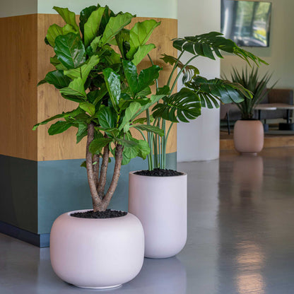 Zenith Powder Pink