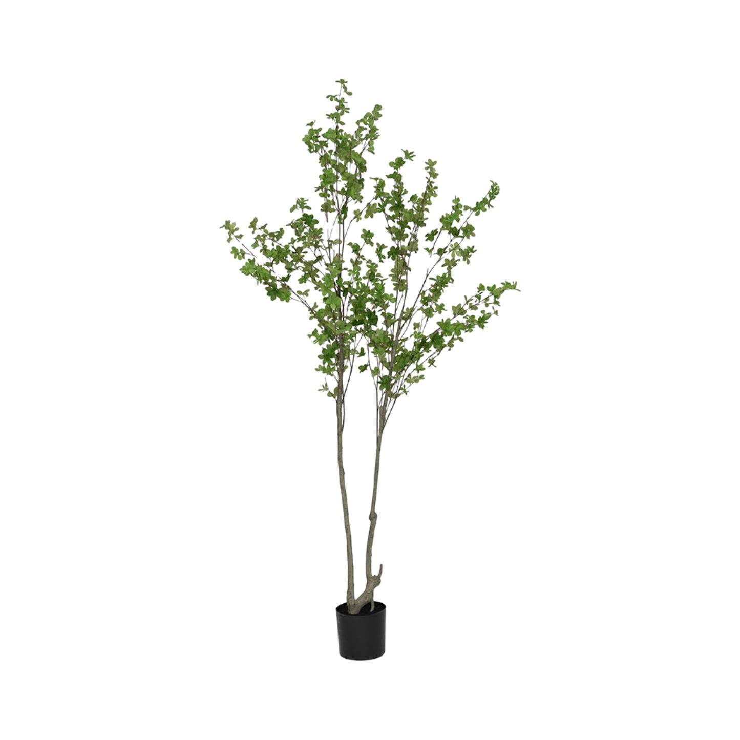 Enkianthus Perulatus umělý