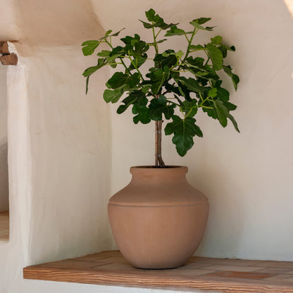 Esra Soft Clay