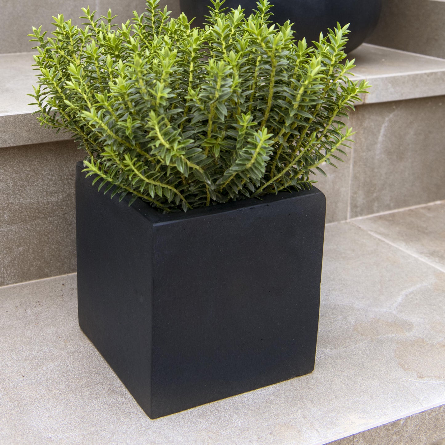 Fleur Black