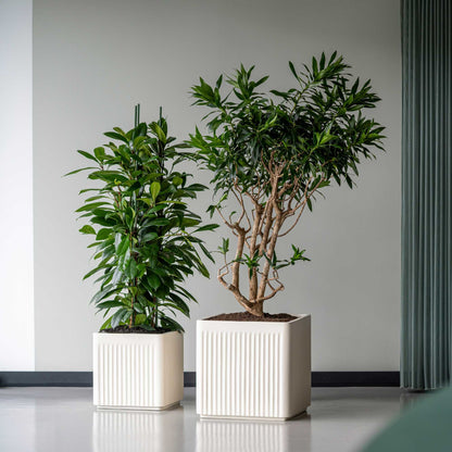 Block Linea Silk White