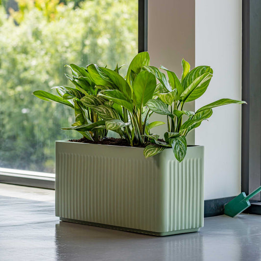 Jort Linea Sage Green