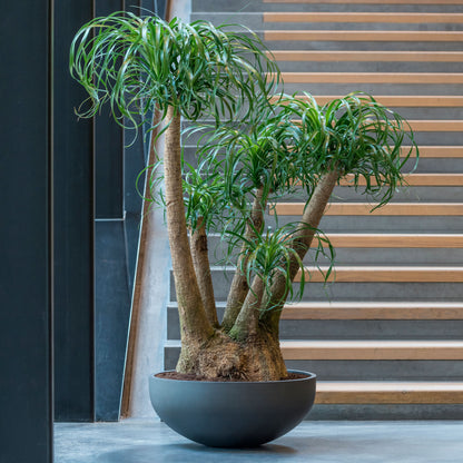 Morgana Pine Green