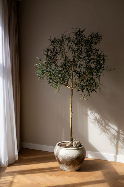 Nendo Smoky Umber