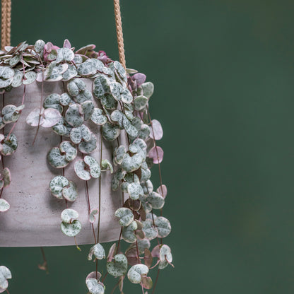 Patt Grey Washed (Hanging)