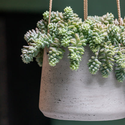Patt Grey Washed (Hanging)