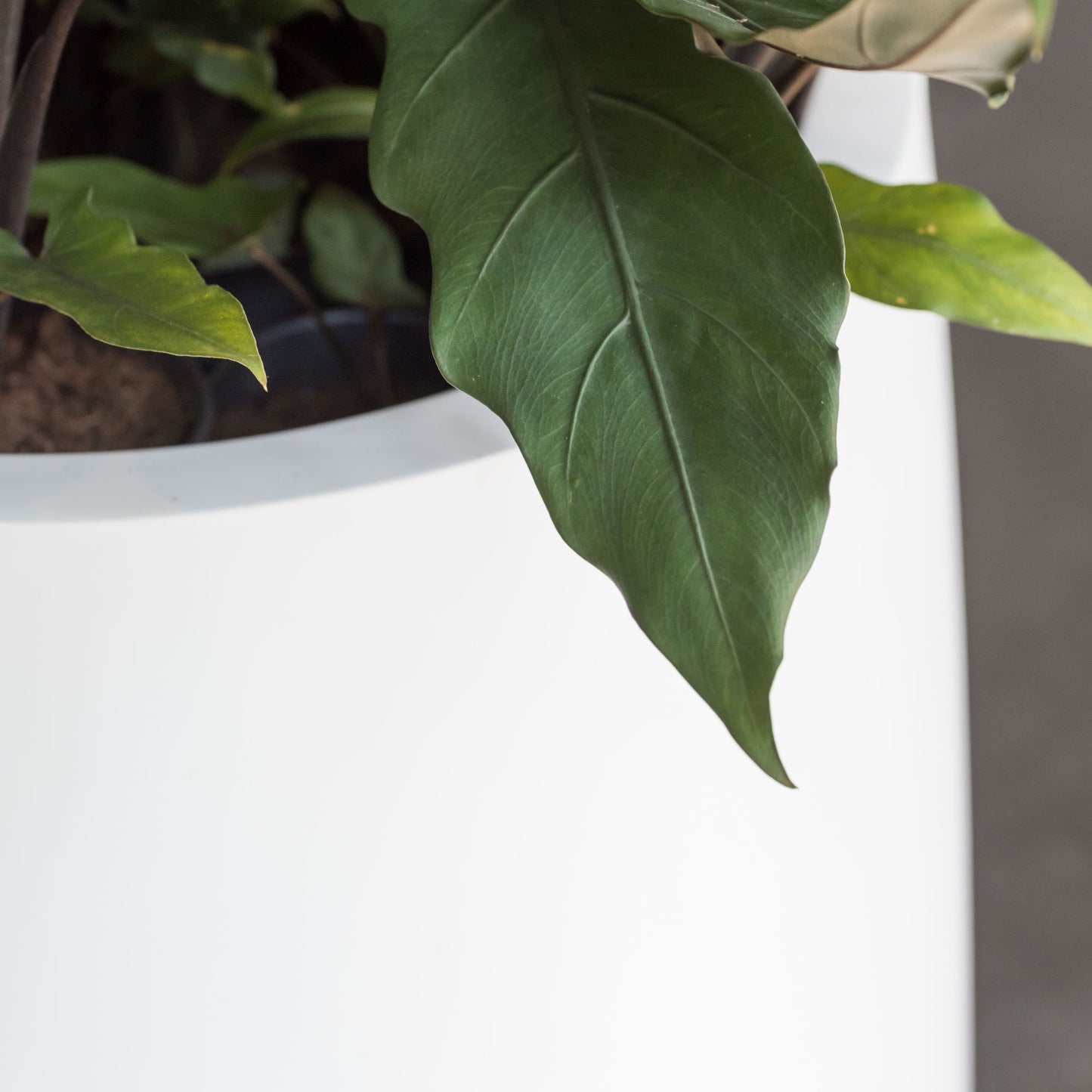 Pax Matte White