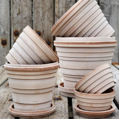 Jupiter RAW Rosa