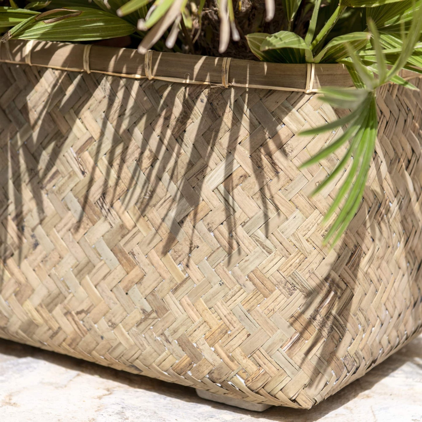 Rafi Bamboo