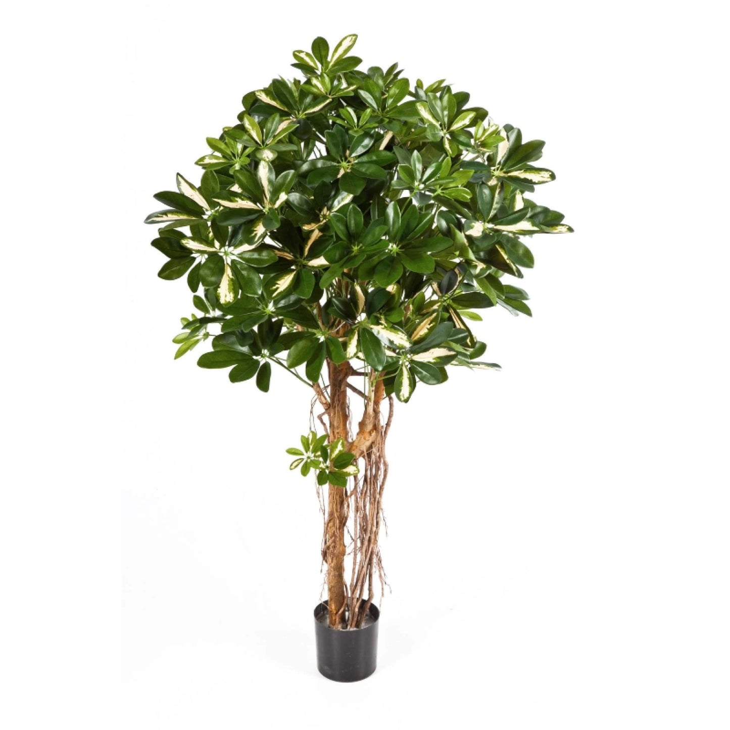 Schefflera umělá
