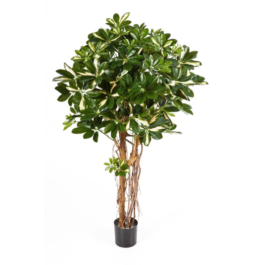 Schefflera umělá