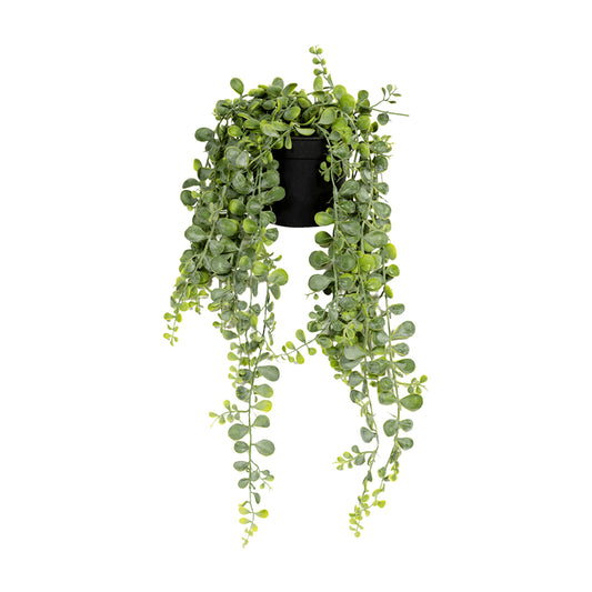 Senecio umělá
