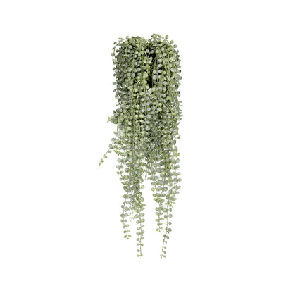 Senecio umělá