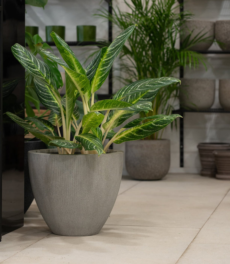 Showroom Praha