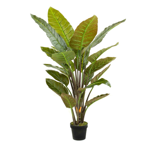 Strelitzia umělá