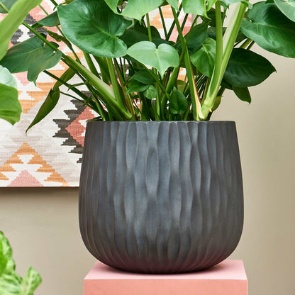 Pax Charcoal Cement