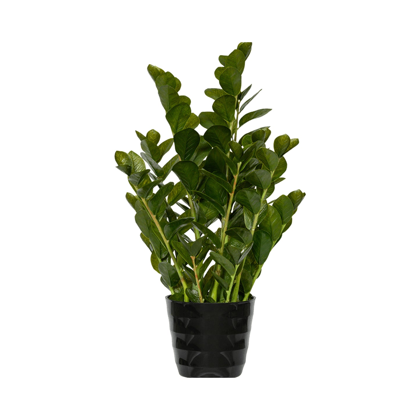 Zamioculcas umělý