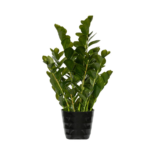 Zamioculcas umělý