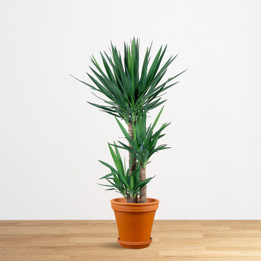 Yucca elephantipes "XXL" průměr 40, 160cm